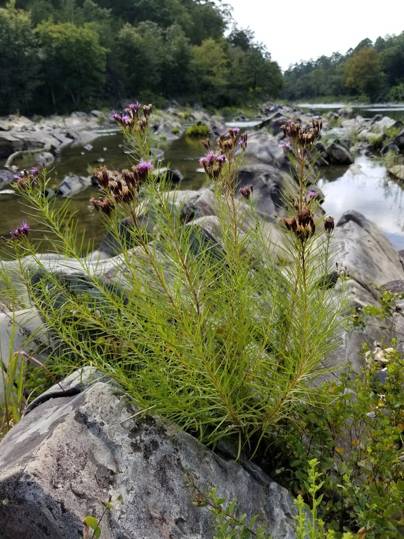 Narrowleaf Ironweed photo 3