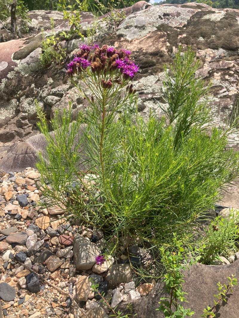 Narrowleaf Ironweed photo 4