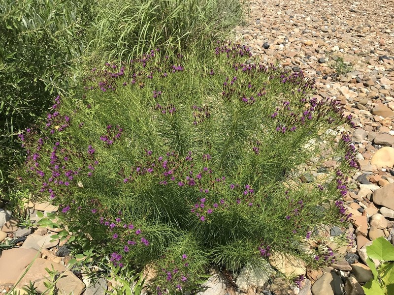 Narrowleaf Ironweed photo 5
