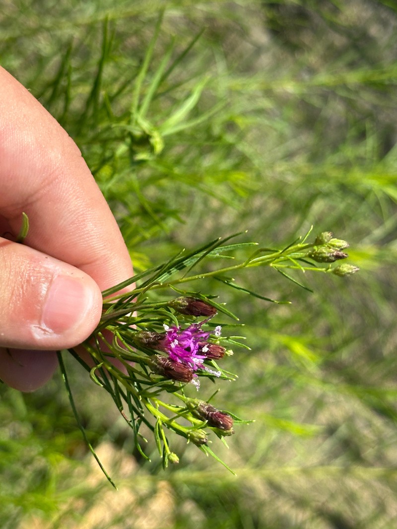 Narrowleaf Ironweed photo 7