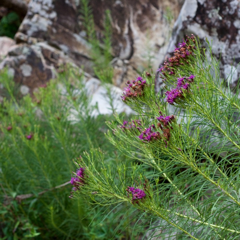 Narrowleaf Ironweed