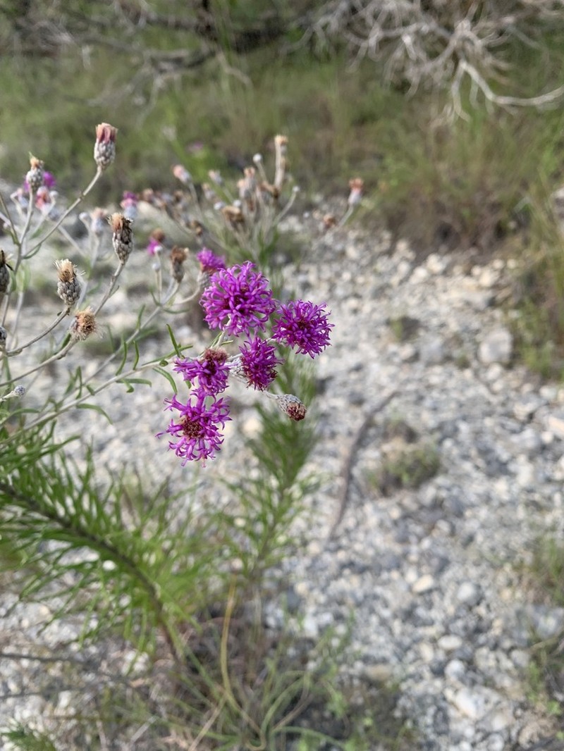 Woolly Ironweed photo 2