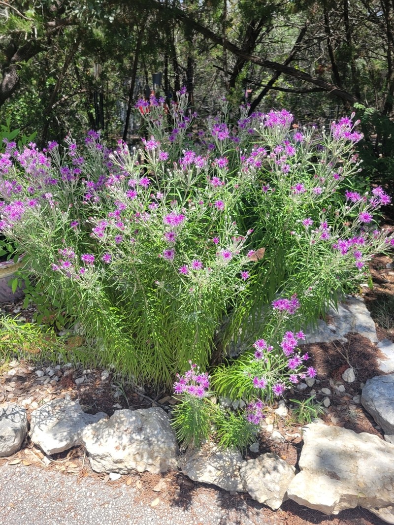 Woolly Ironweed photo 4