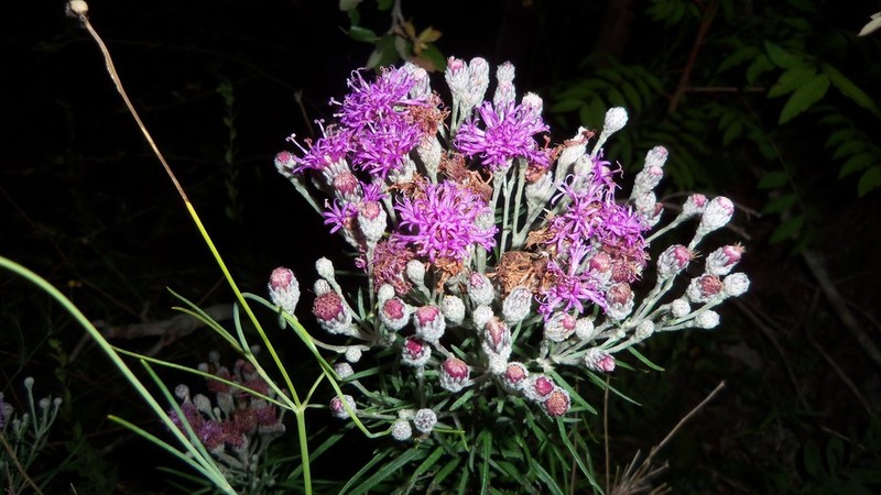 Woolly Ironweed photo 5