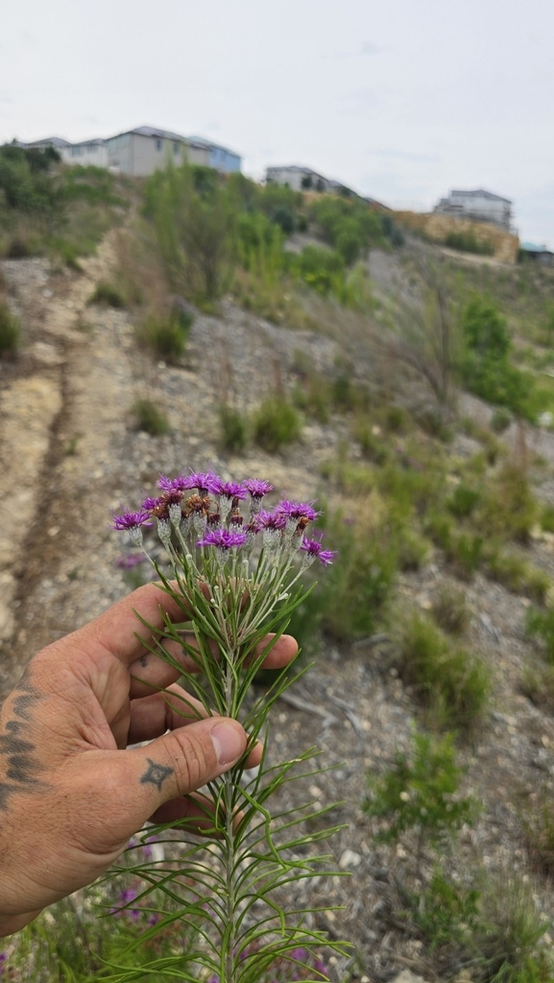 Woolly Ironweed photo 6