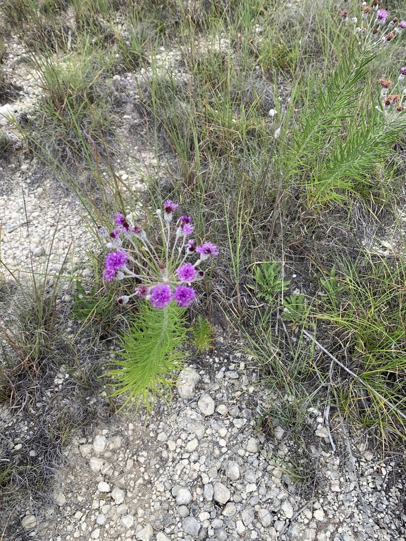 Woolly Ironweed photo 7