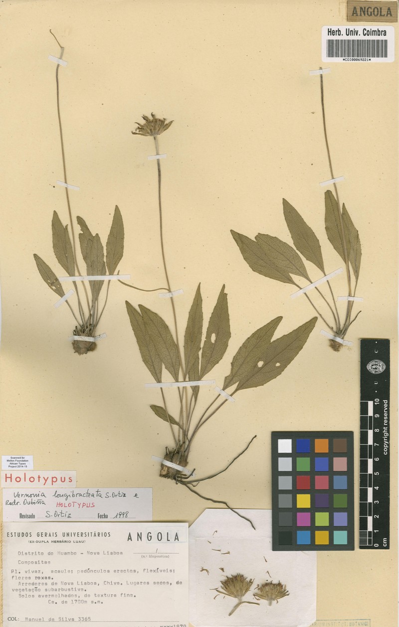 Vernonia longibracteata