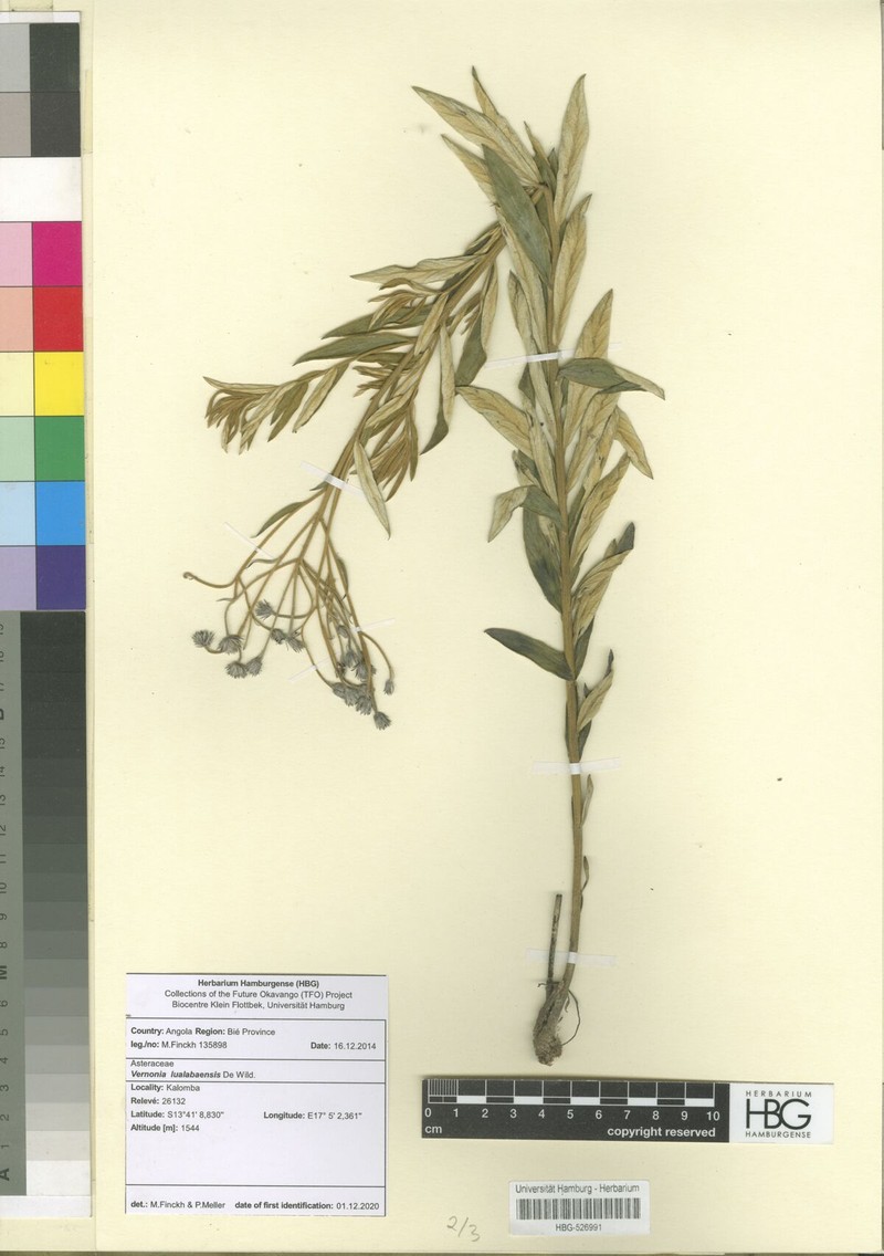 Vernonia lualabaensis