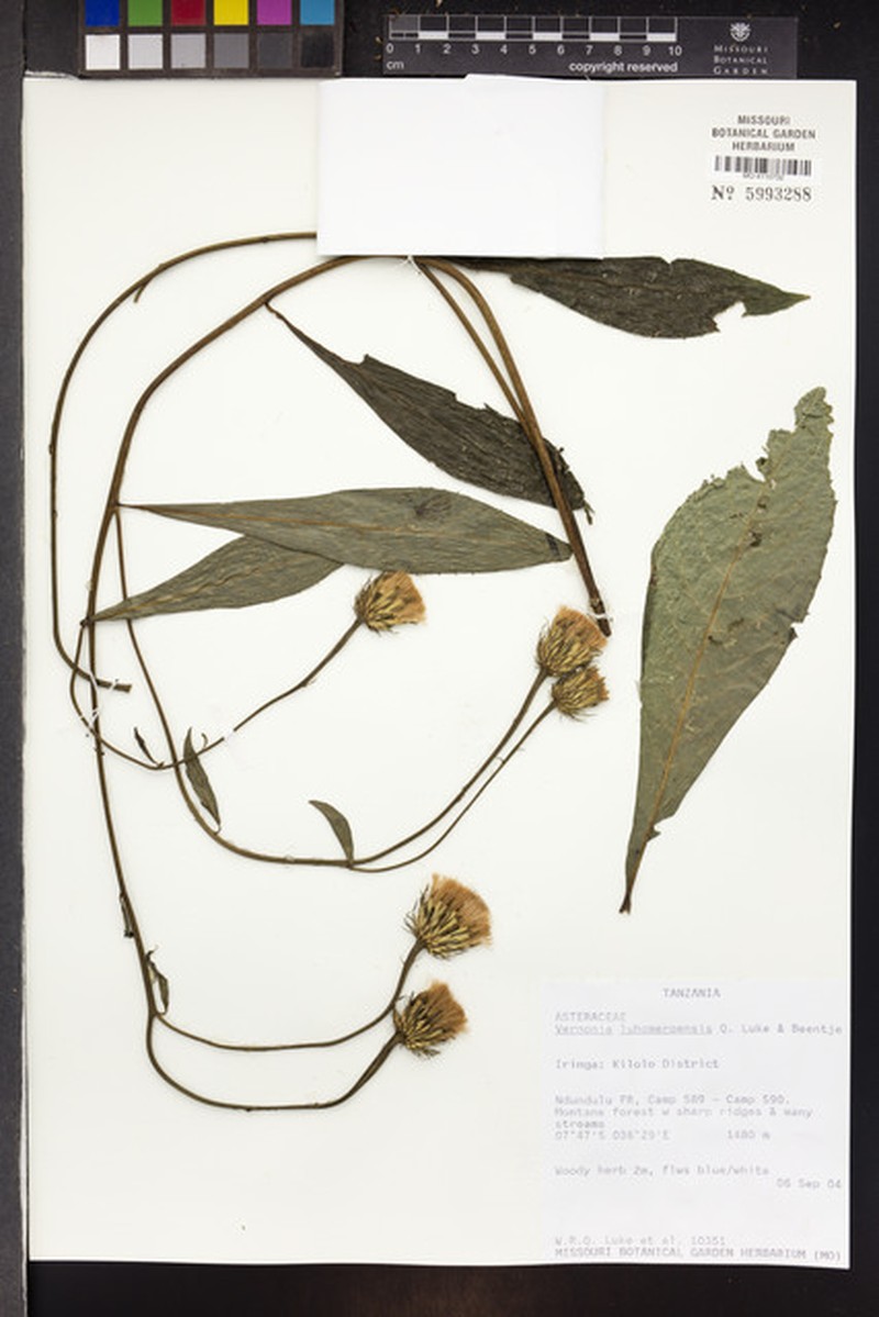 Vernonia luhomeroensis
