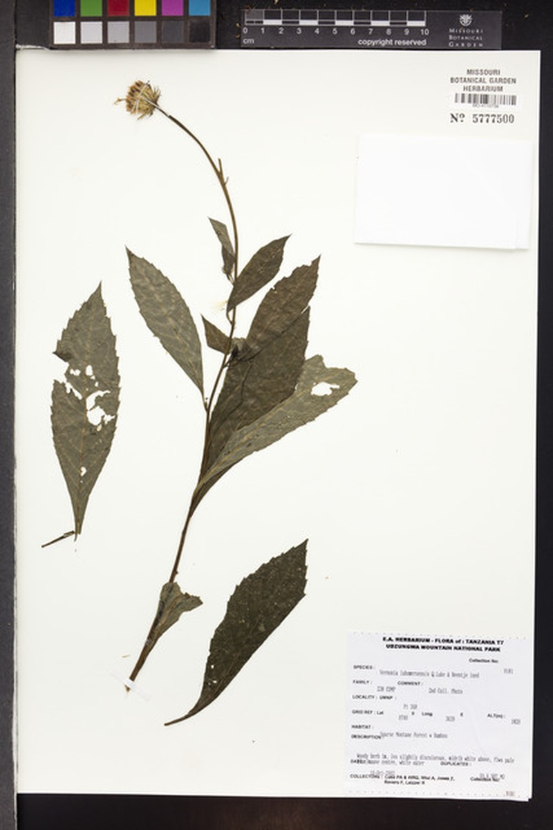 Vernonia luhomeroensis photo 2