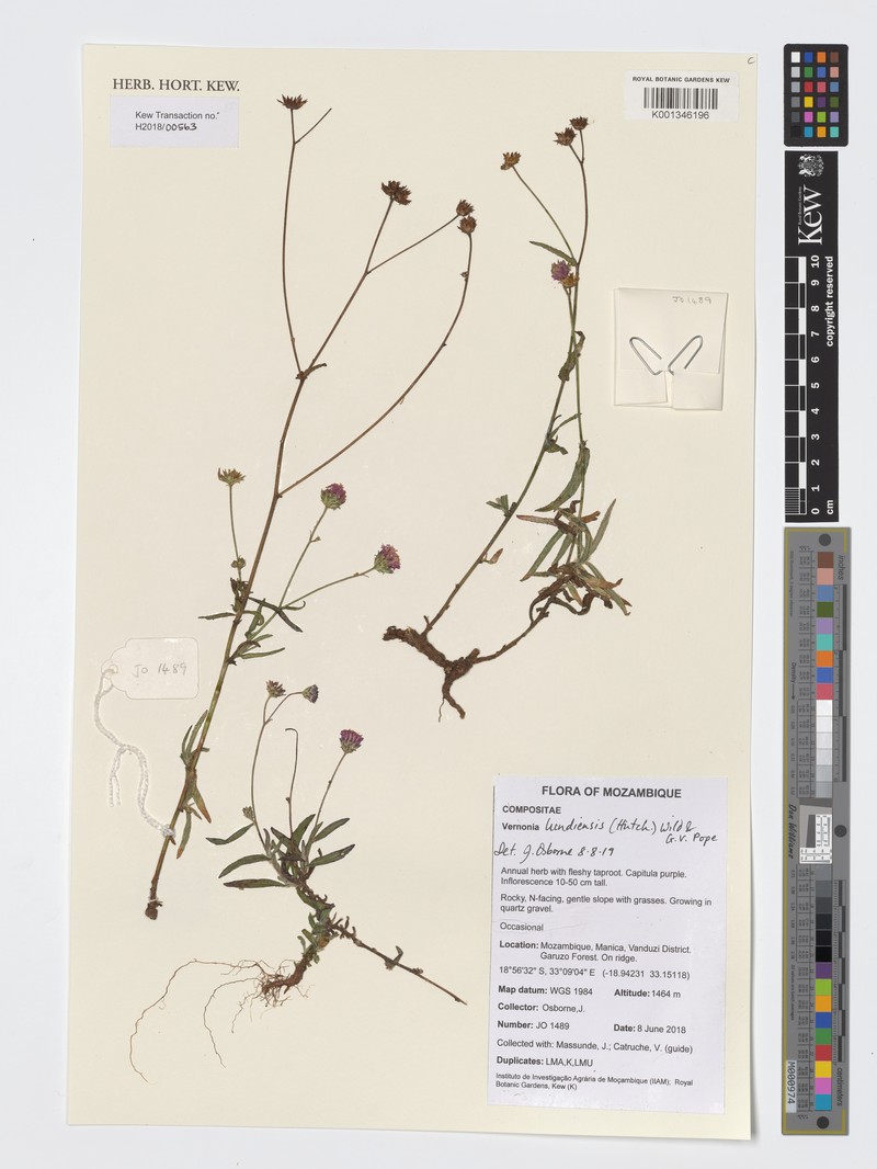 Vernonia lundiensis