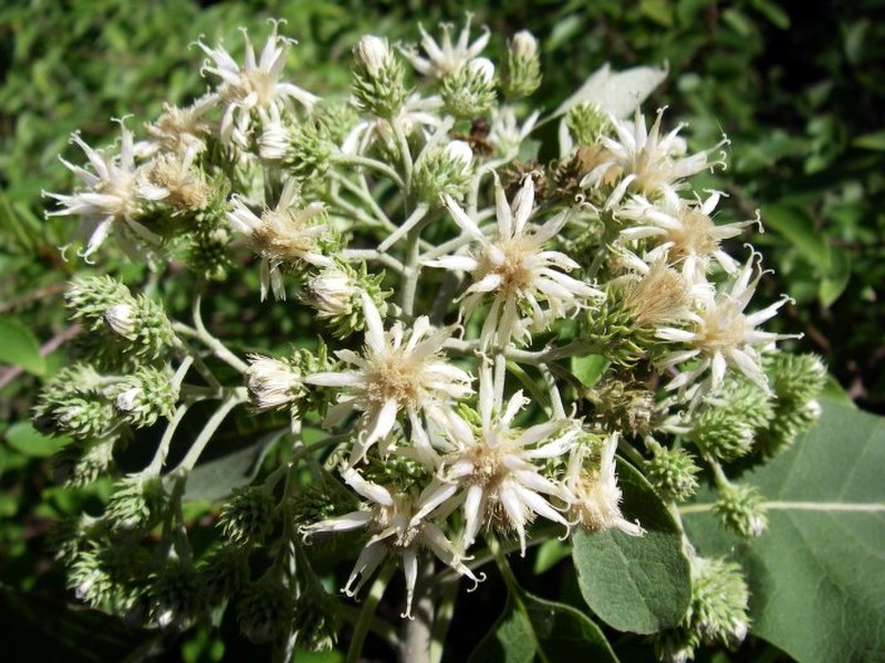 Vernonia mandrarensis