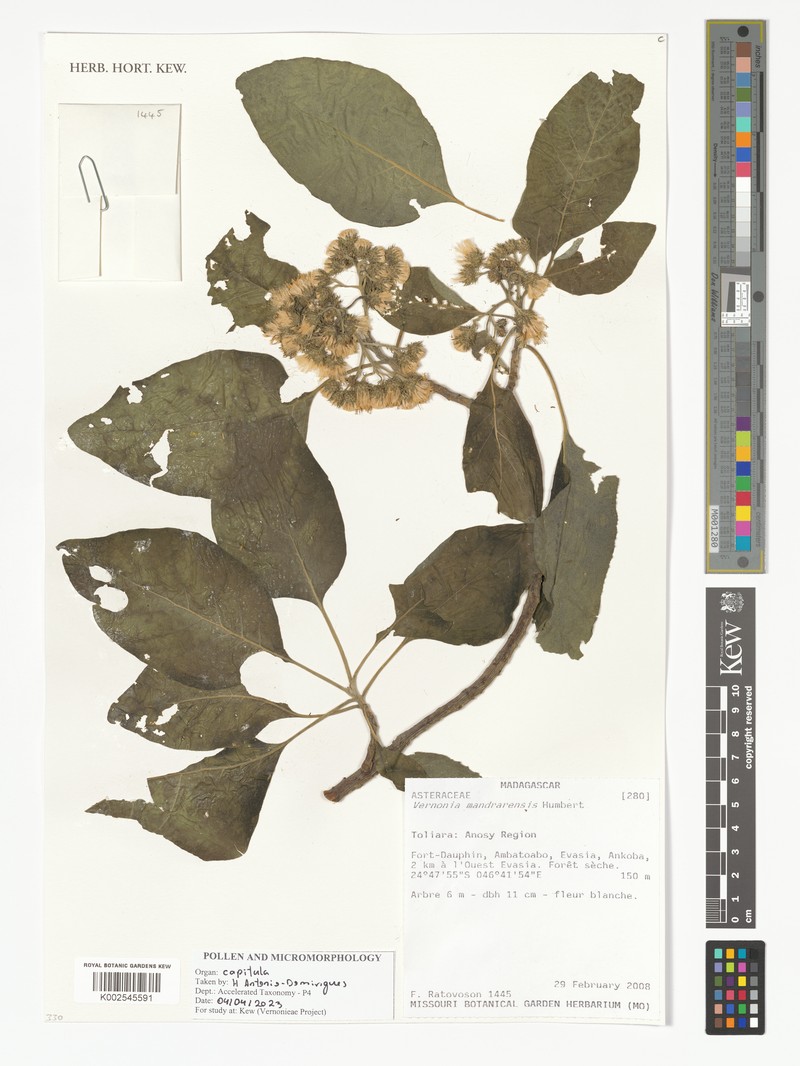 Vernonia mandrarensis photo 2
