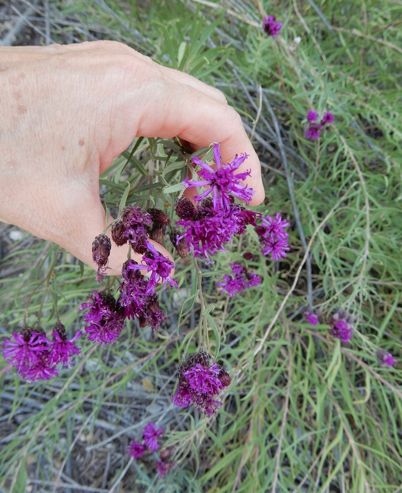 Plains Ironweed