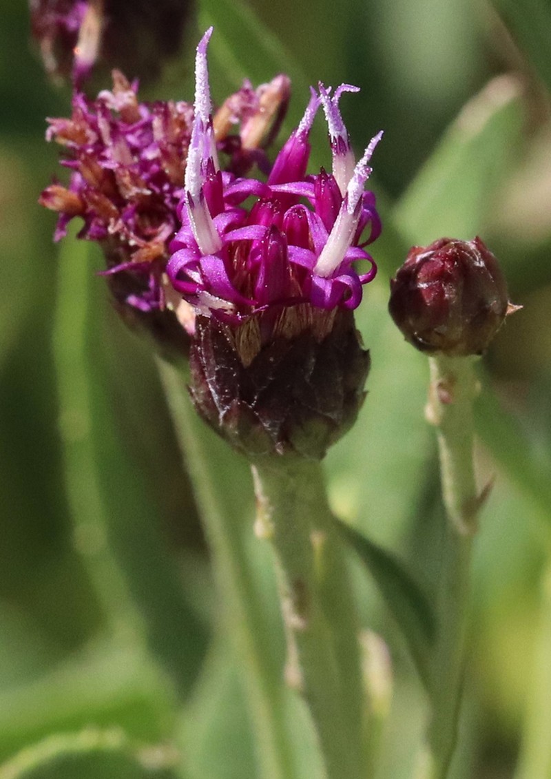 Plains Ironweed photo 2