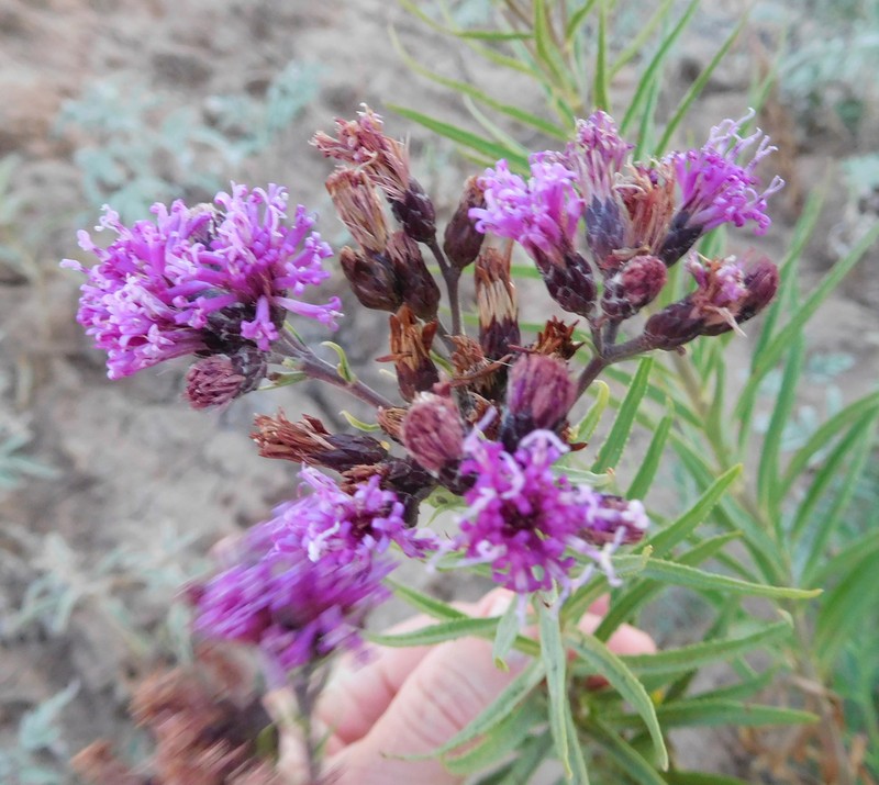 Plains Ironweed photo 3