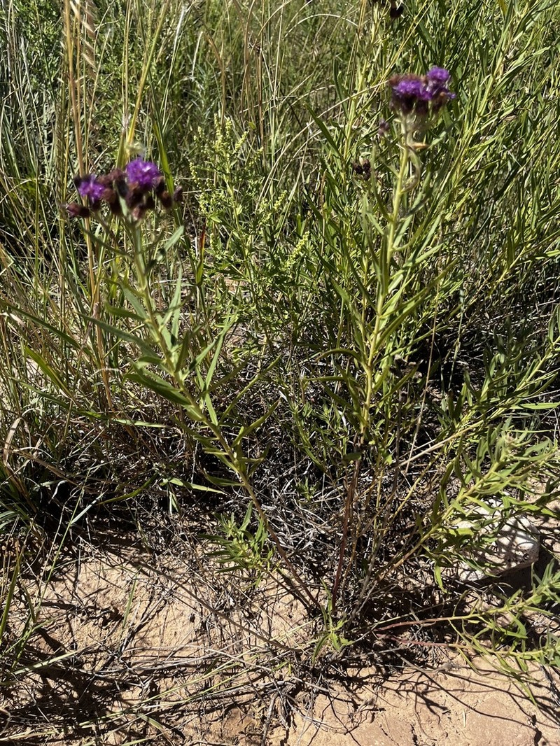 Plains Ironweed photo 4