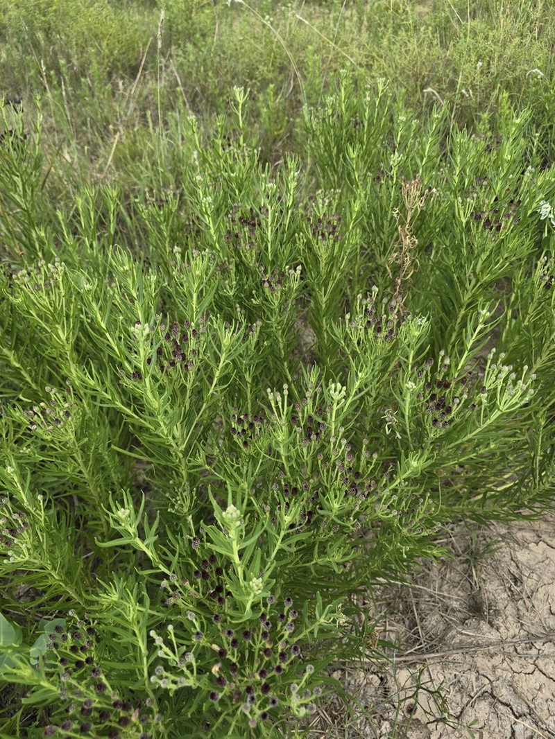 Plains Ironweed photo 5