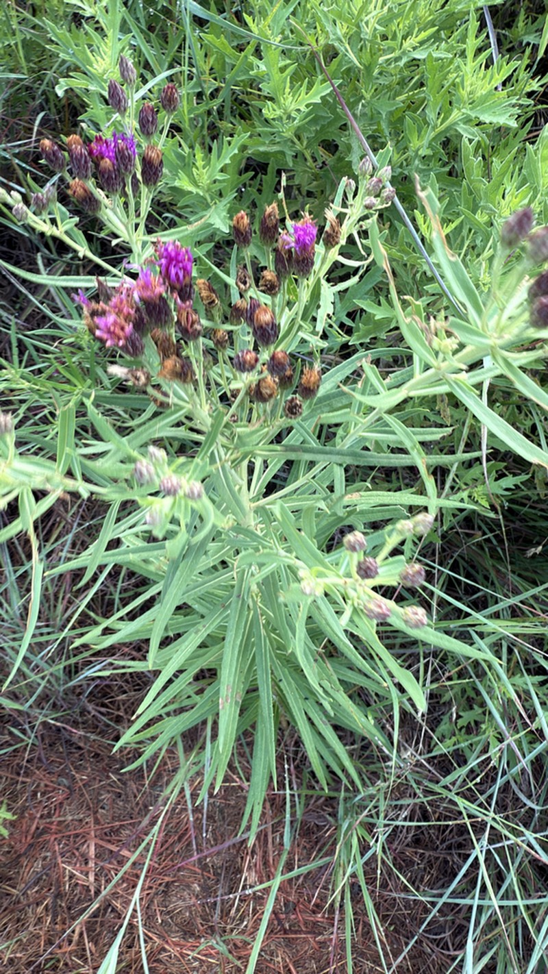Plains Ironweed photo 6