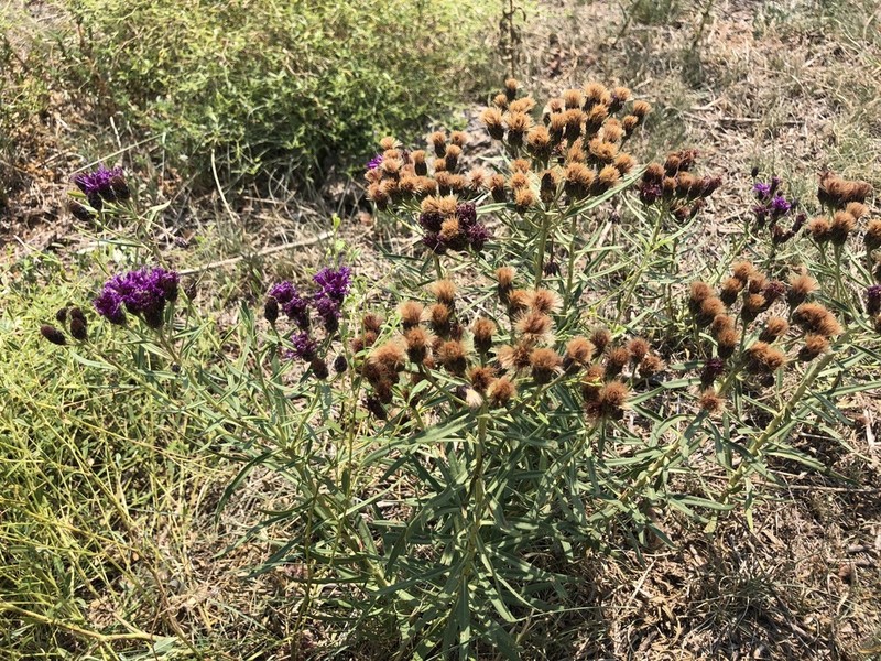 Plains Ironweed photo 7
