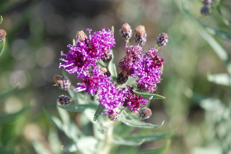 Plains Ironweed photo 8