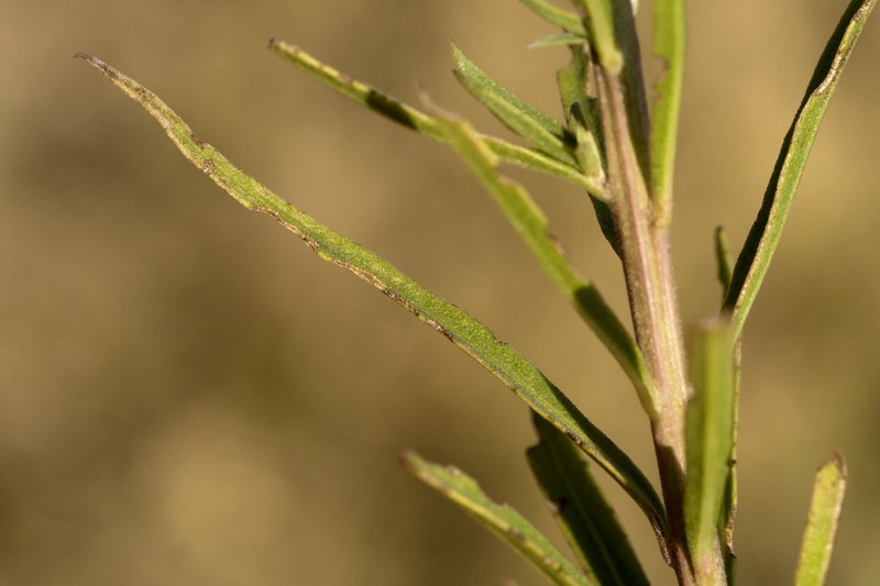 Plains Ironweed
