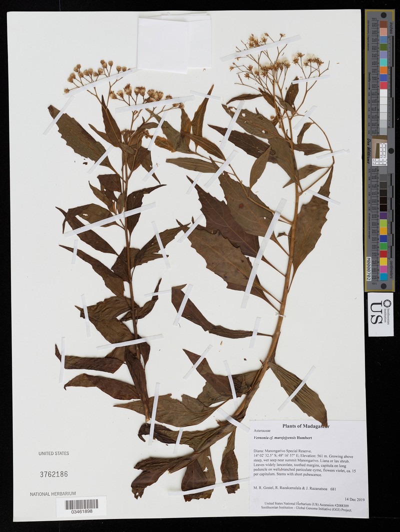 Vernonia marojejyensis