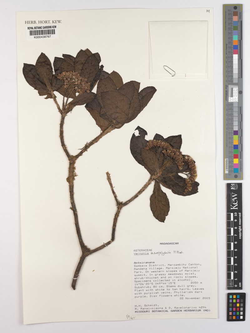 Vernonia marojejyensis photo 2