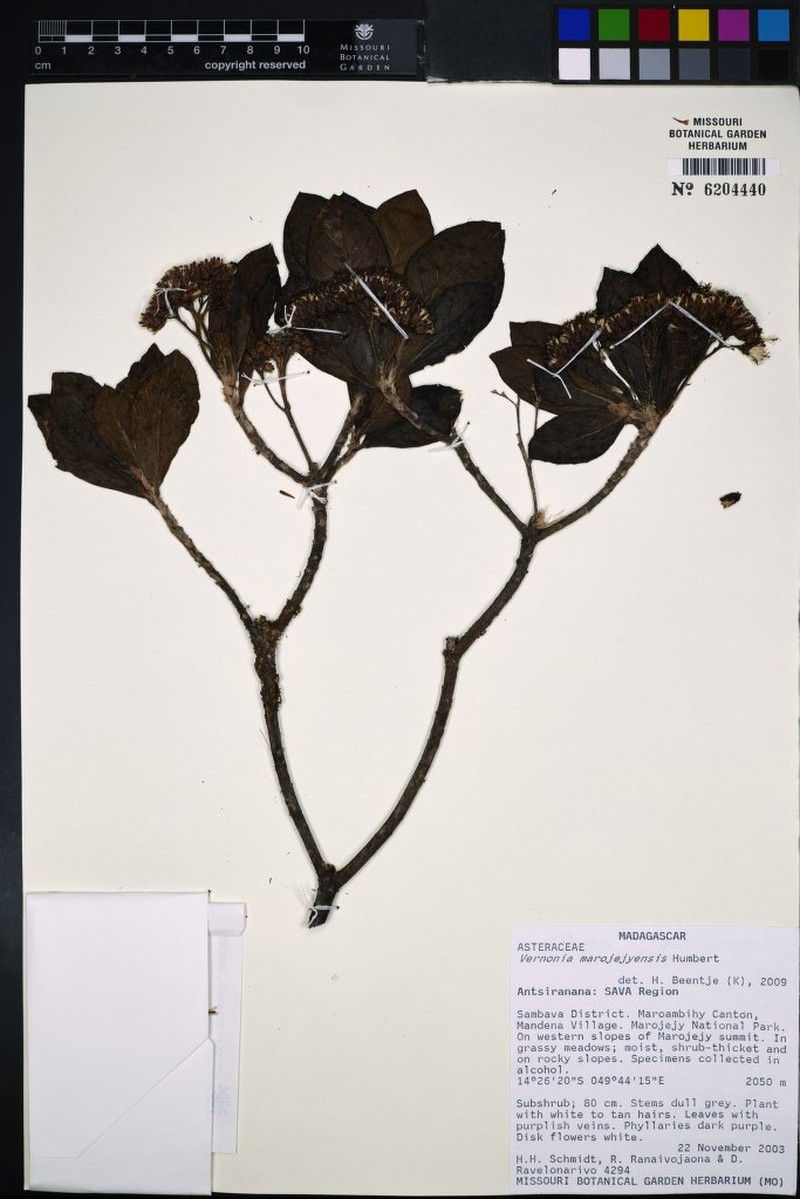 Vernonia marojejyensis photo 3