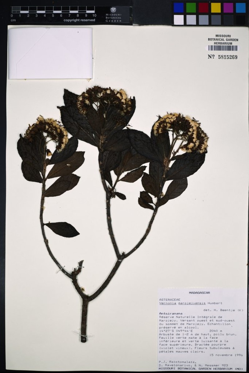 Vernonia marojejyensis photo 4