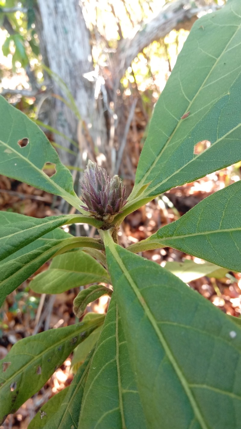 Vernonia mecistophylla photo 2