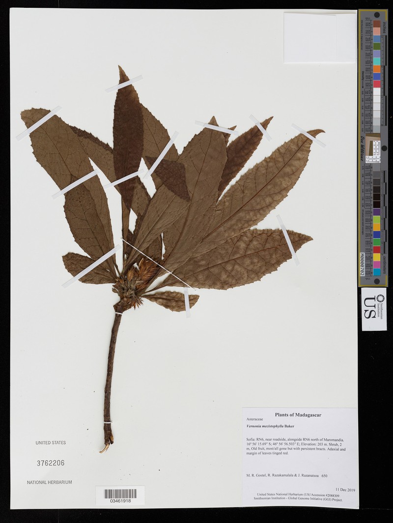 Vernonia mecistophylla photo 3