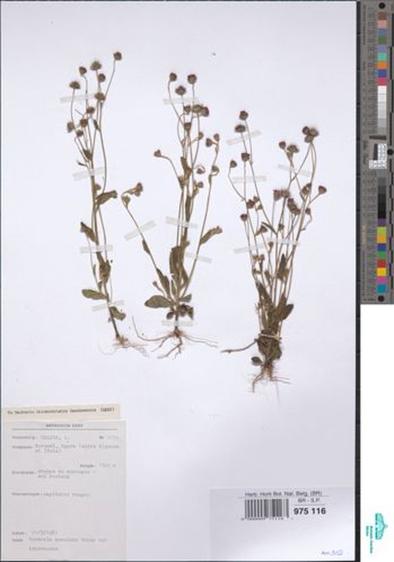 Vernonia melanocoma