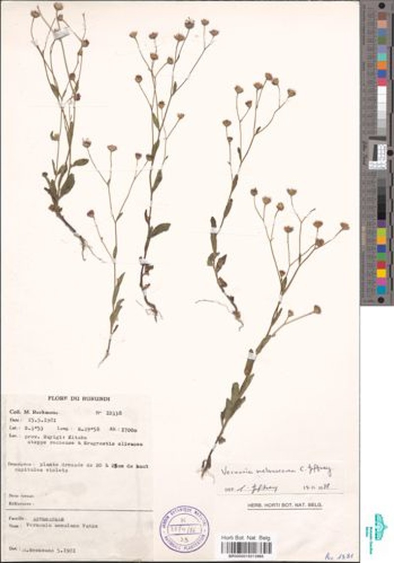 Vernonia melanocoma photo 2