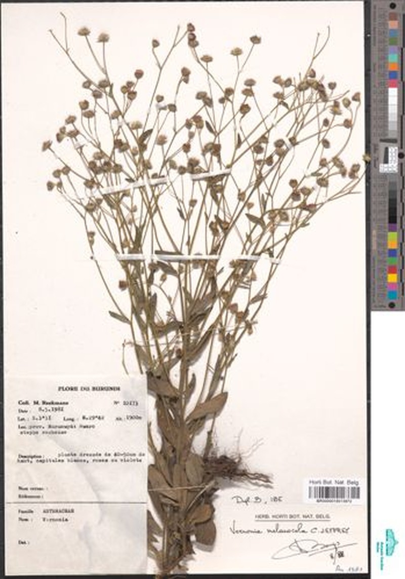 Vernonia melanocoma photo 3