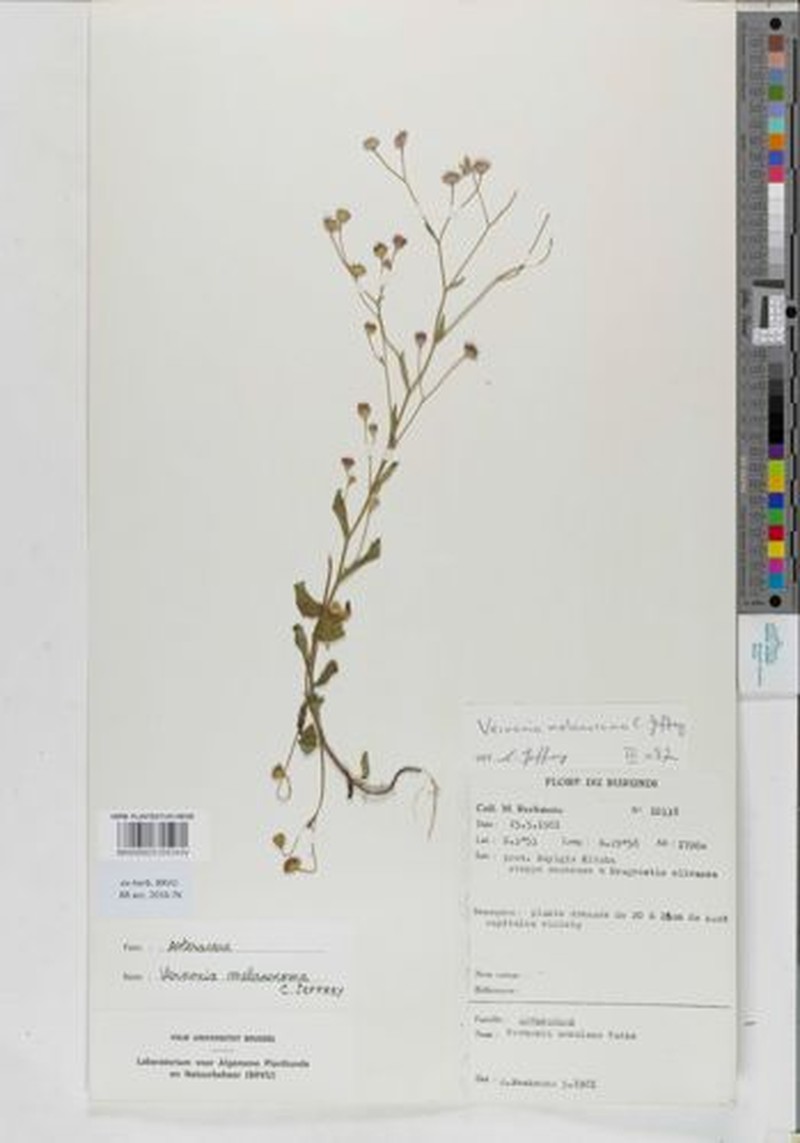 Vernonia melanocoma photo 4