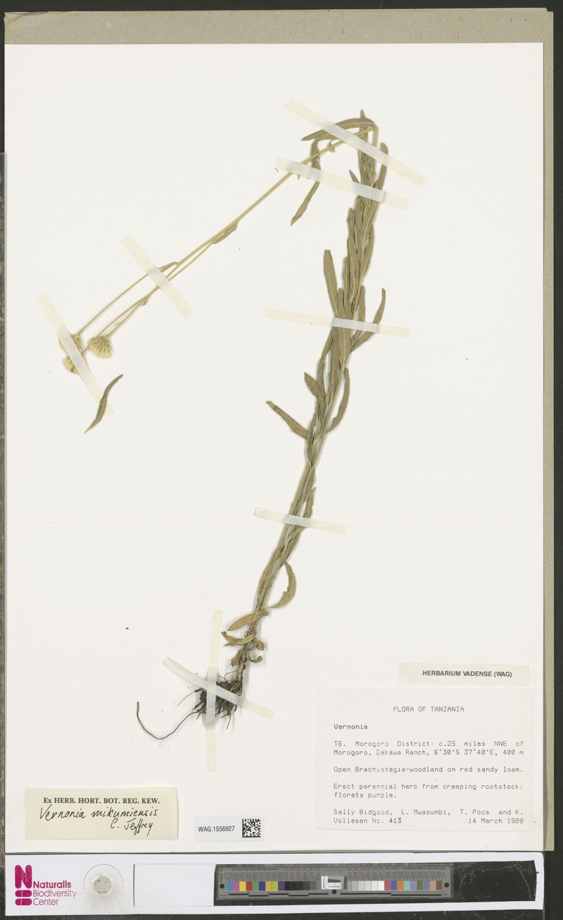 Vernonia mikumiensis