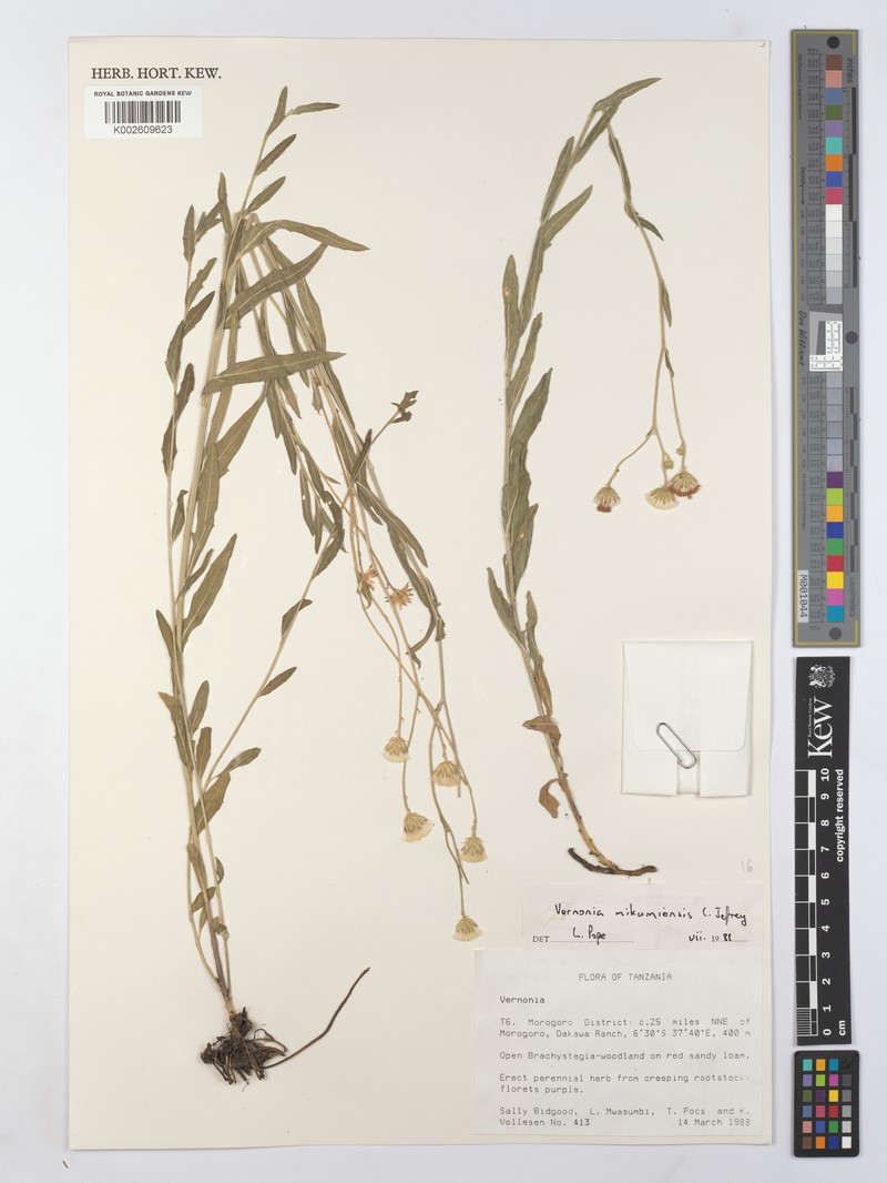Vernonia mikumiensis photo 2