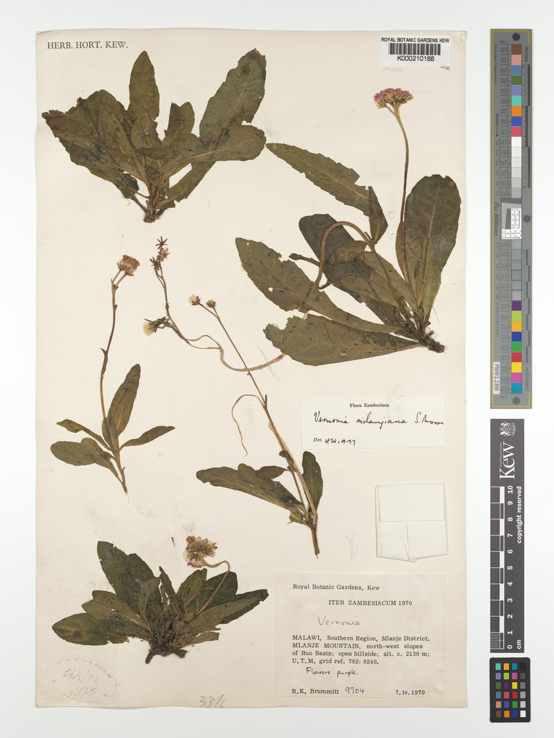 Vernonia milanjiana