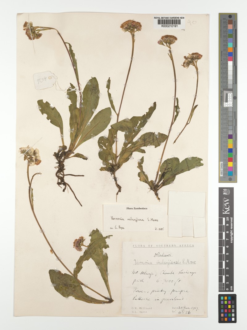 Vernonia milanjiana photo 2