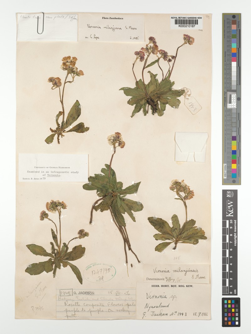Vernonia milanjiana photo 3