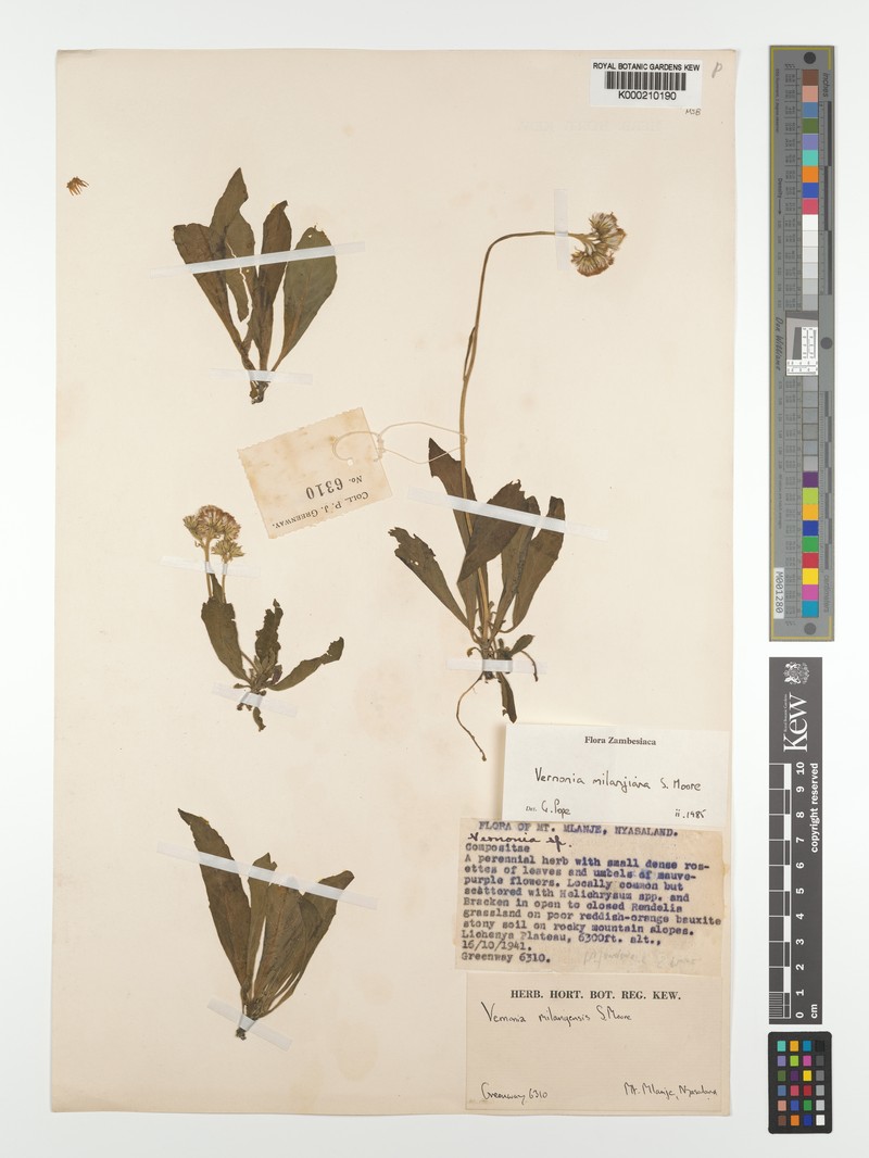 Vernonia milanjiana photo 4