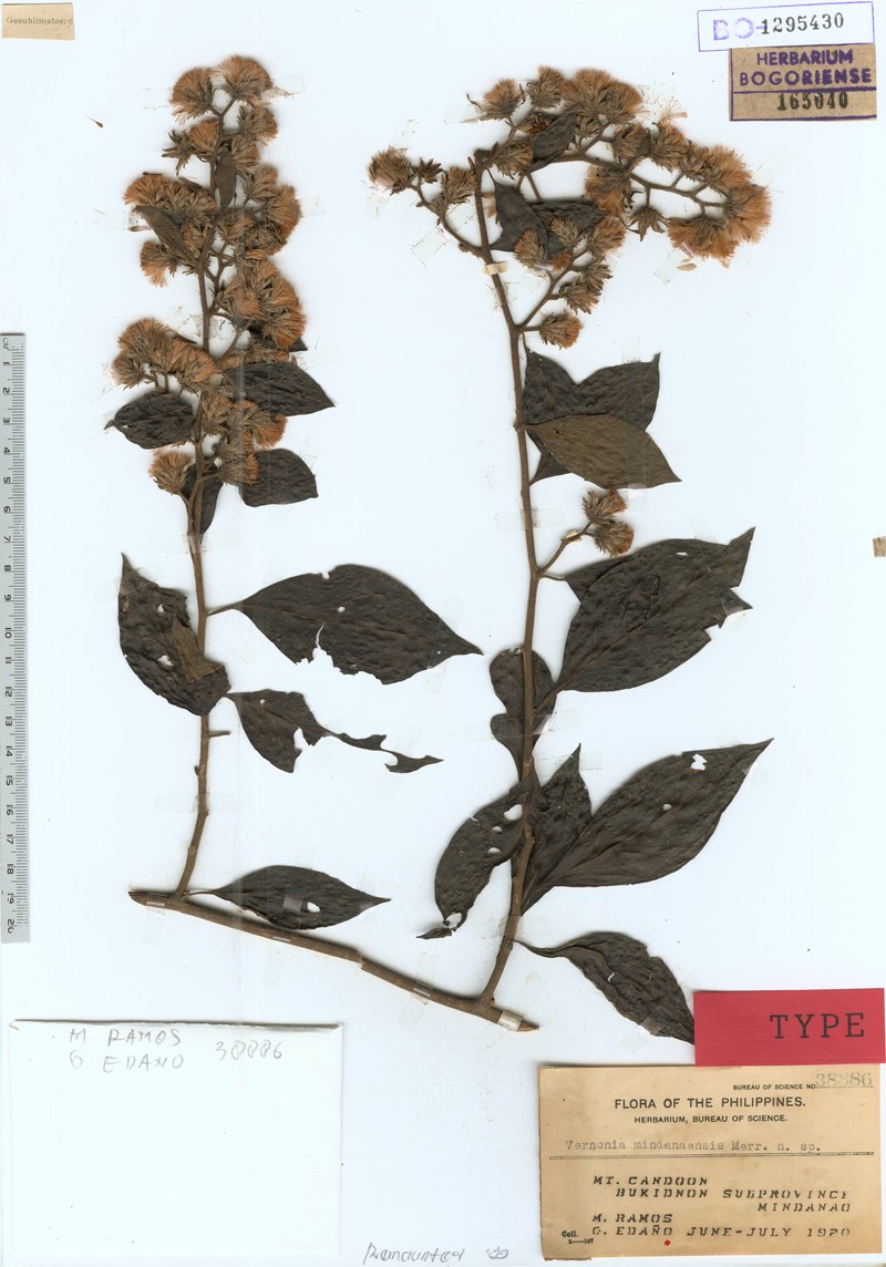 Vernonia mindanaensis