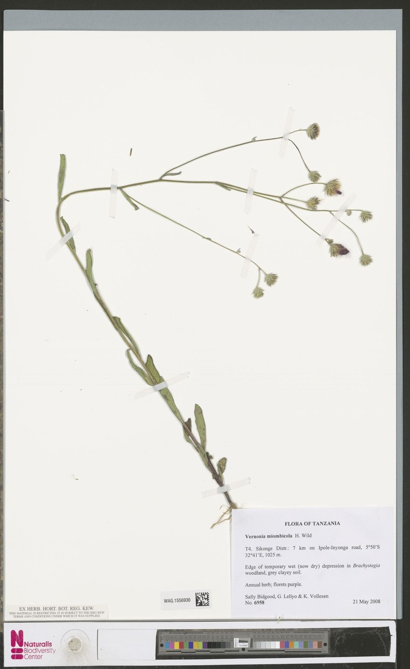 Vernonia miombicola