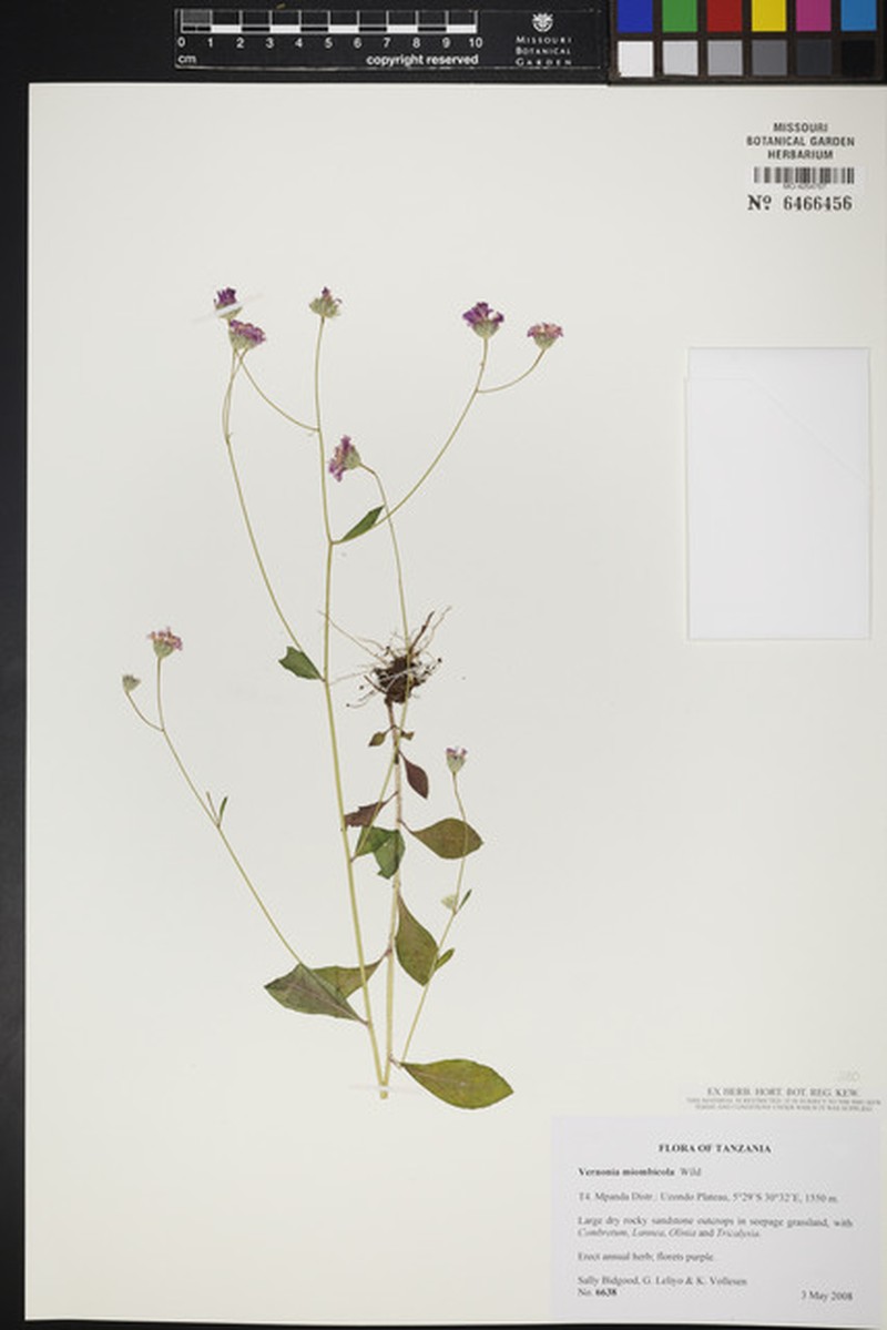 Vernonia miombicola photo 4