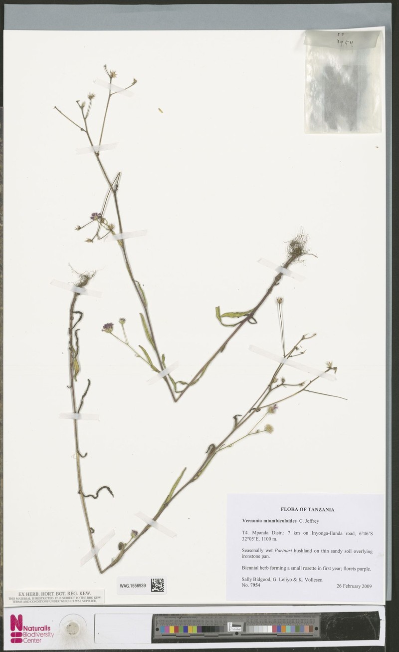 Vernonia miombicoloides