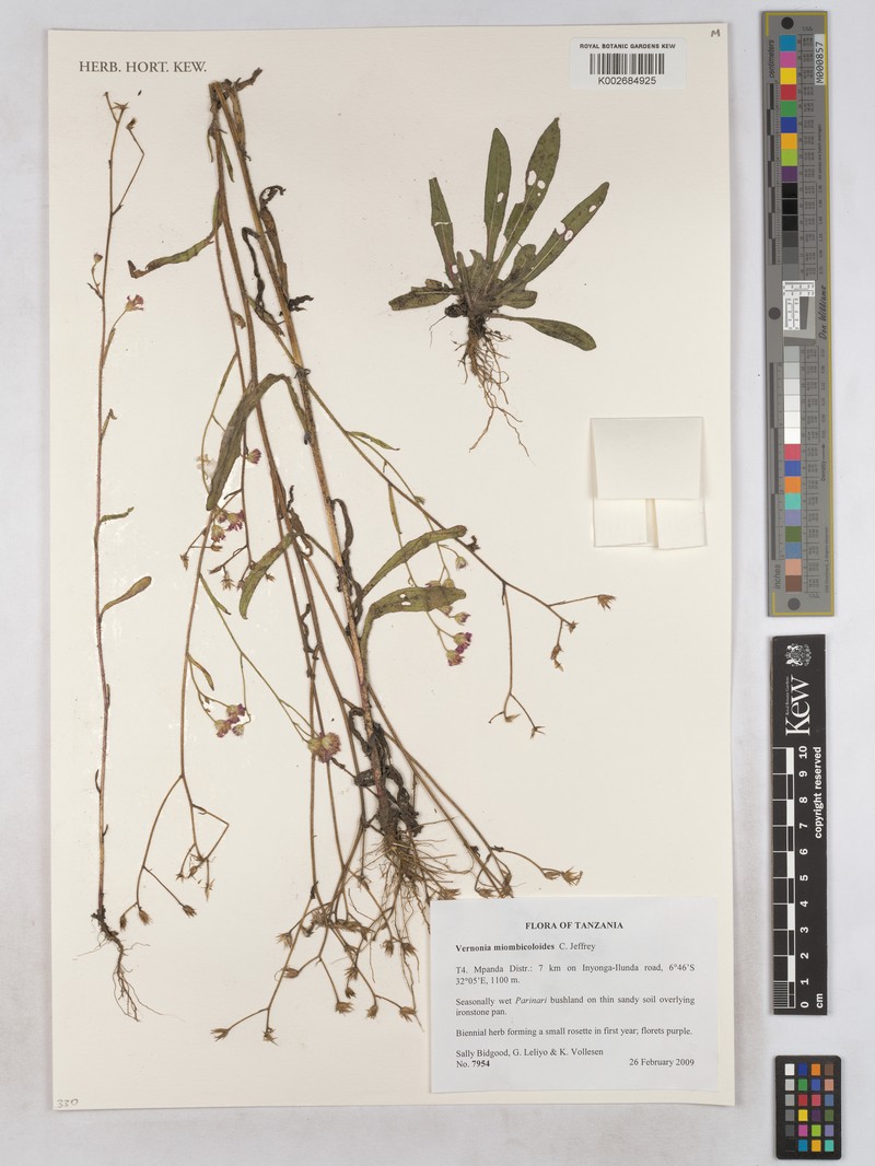 Vernonia miombicoloides photo 2