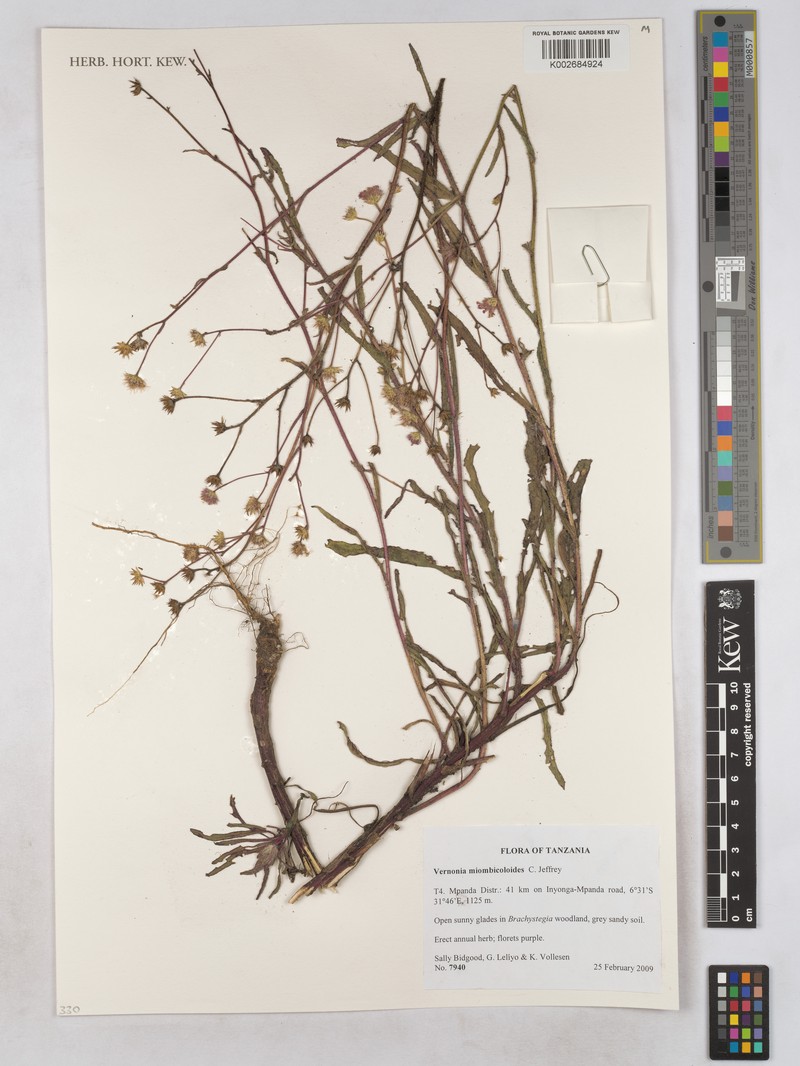 Vernonia miombicoloides photo 3