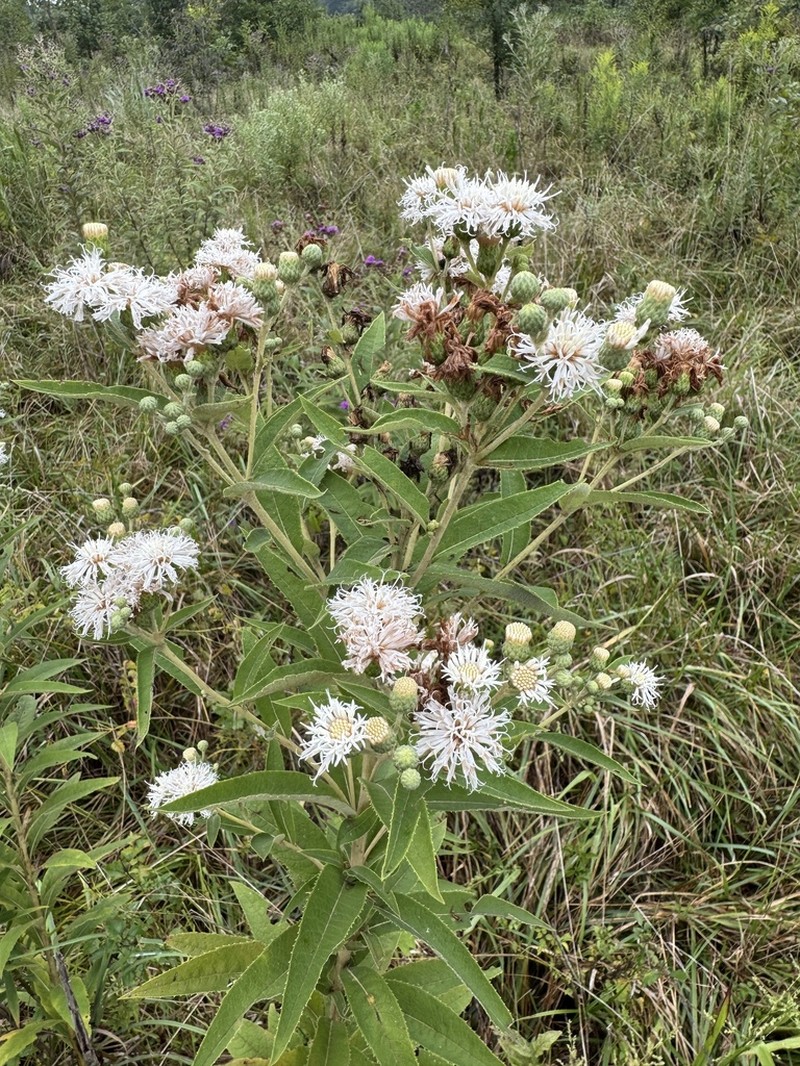 Missouri Ironweed photo 3