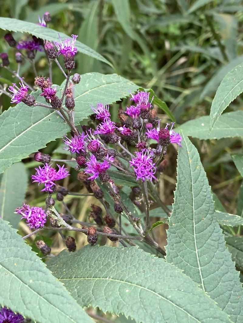 Missouri Ironweed photo 4